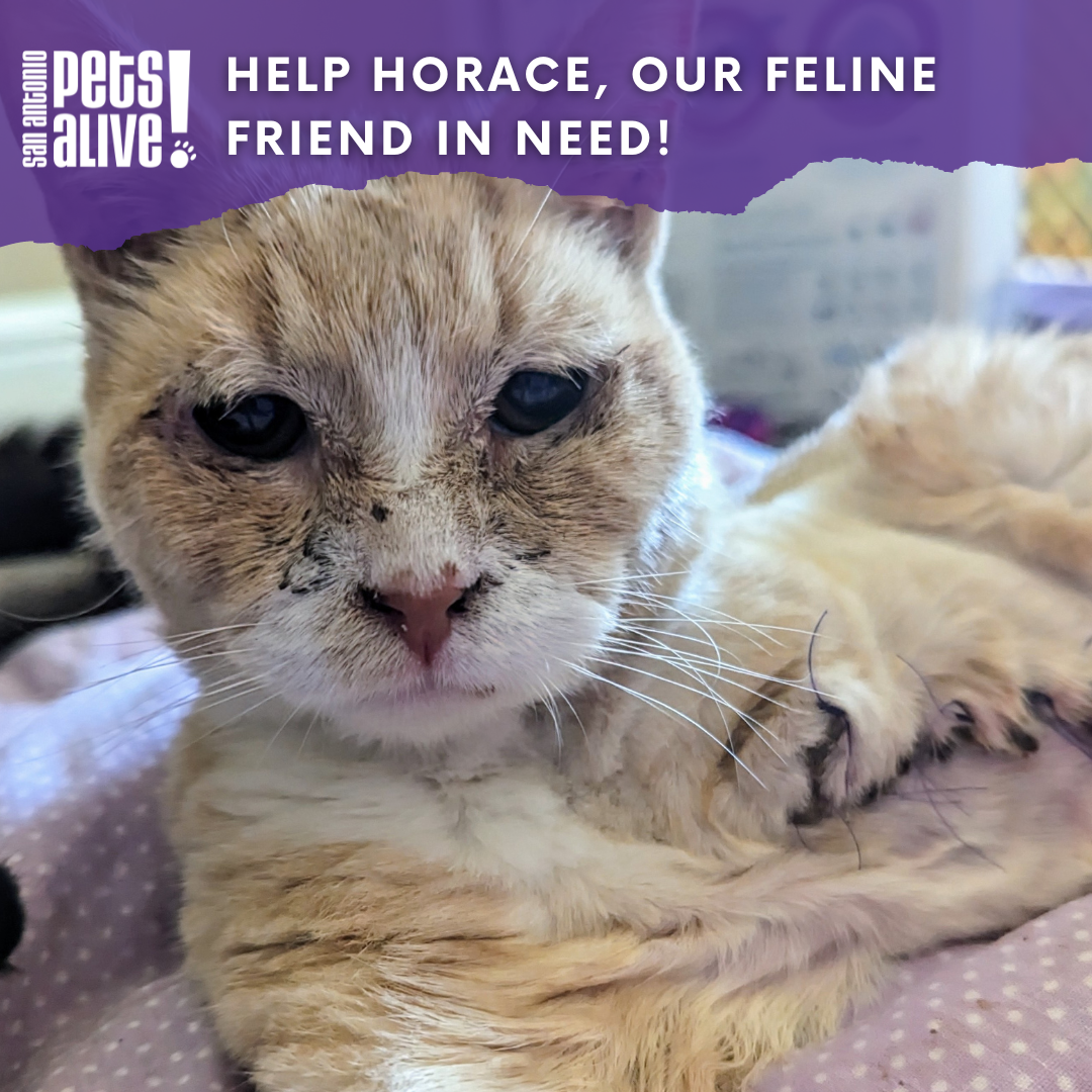Help Horace, Our Feline Friend in Need-Thank You!  - gallery image